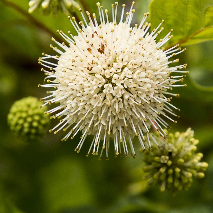 Afbeelding bij Massage therapie