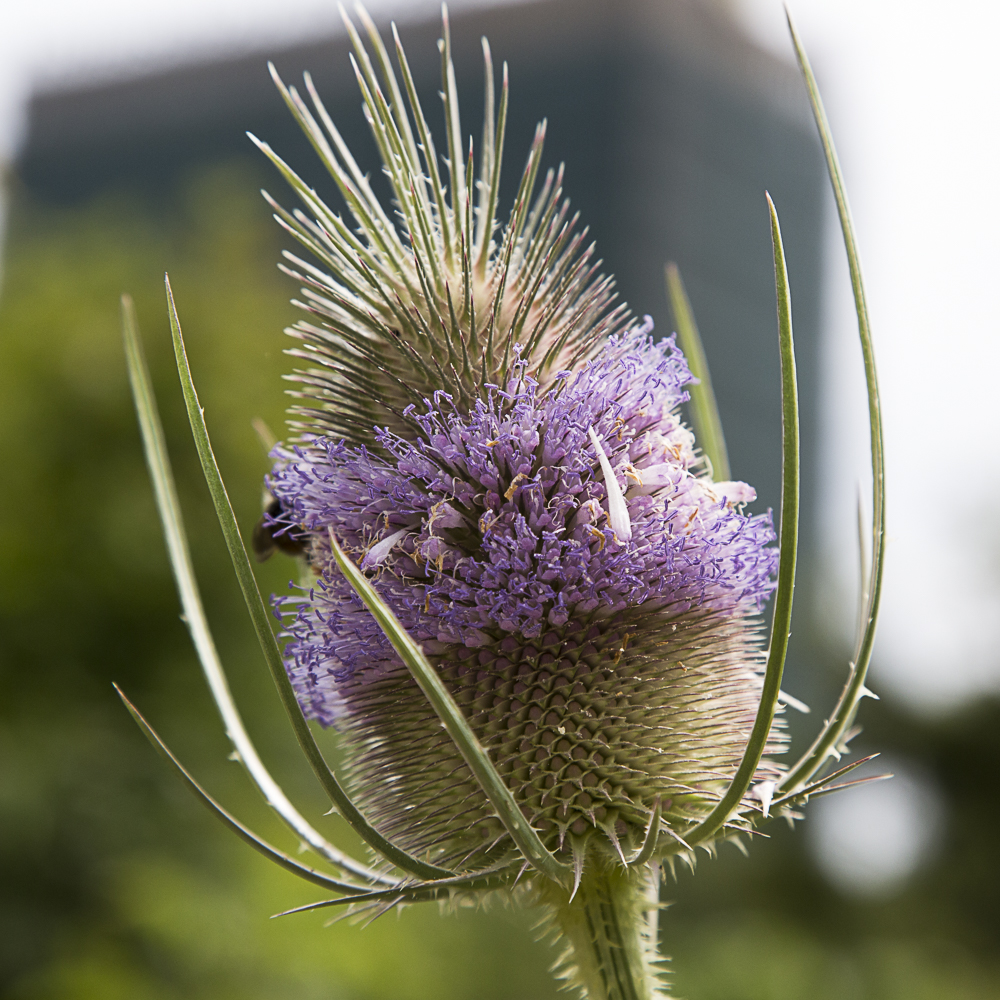 Afbeelding bij LEEF Natuurgeneeskundig praktijk